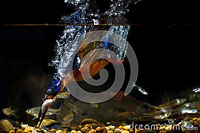 Blue-eared Kingfisher â€“ Male Stock Photo